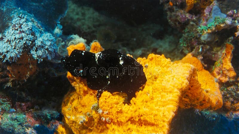 Svart grodafisk Antennarius Maculatus, aka vårtig Frogfish som sitter på en korallrev, Indonesien royaltyfria foton Svart grodafisk Antennarius Maculatus, aka vårtig Frogfish som sitter på en korallrev, Indonesien royaltyfria foton