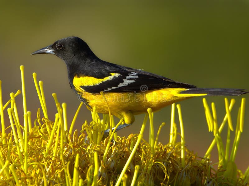 Svart, gul fågel på blommor. fotografering för bildbyråer