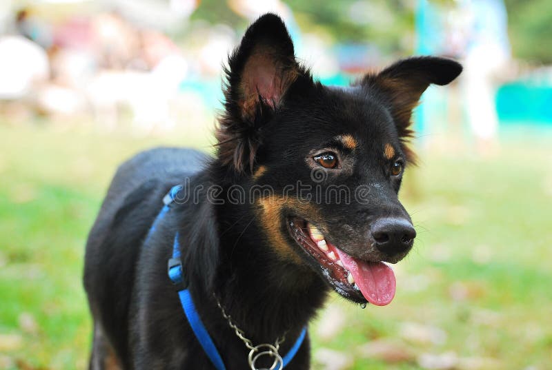 svart hund arkivfoton svart hund arkivfoton
