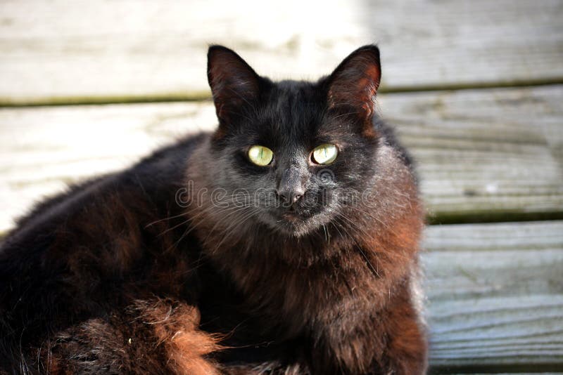 svart katt arkivfoton svart katt arkivfoton