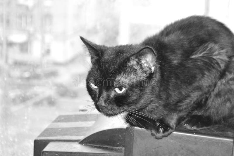 svart katt arkivbild svart katt arkivbild