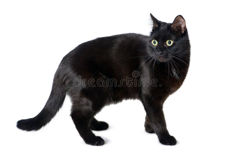Svart katt med en förskräckt blick på vit royaltyfria bilder Svart katt med en förskräckt blick på vit royaltyfria bilder