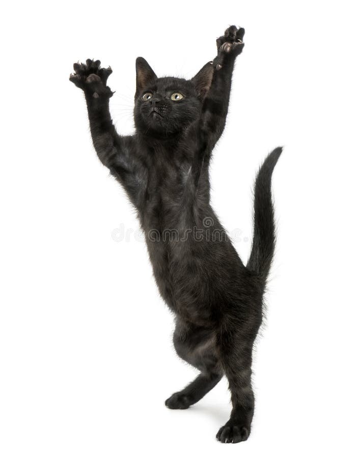 Svart kattungeanseende på bakre ben, nå som tafsar upp arkivbild