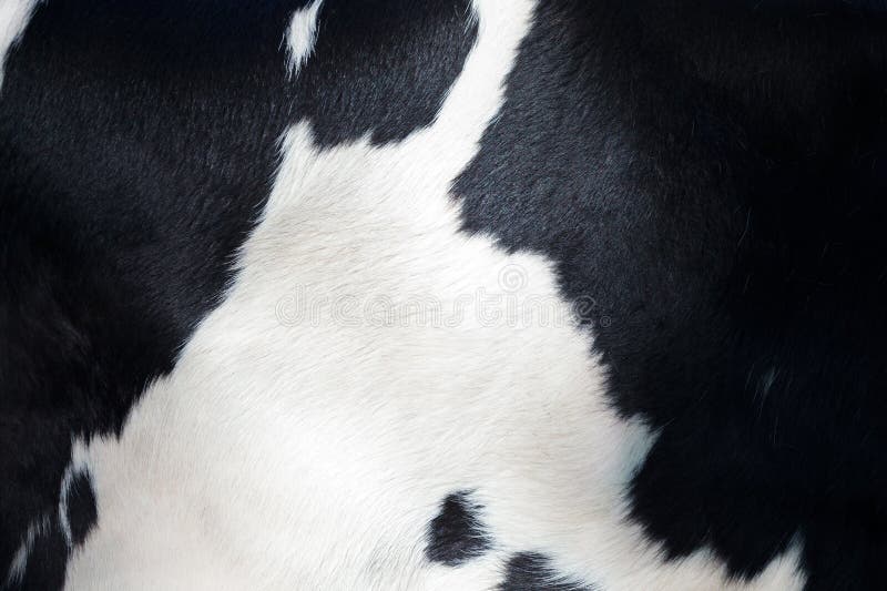 svart kodetaljpäls mjölkar white arkivfoto svart kodetaljpäls mjölkar white arkivfoto