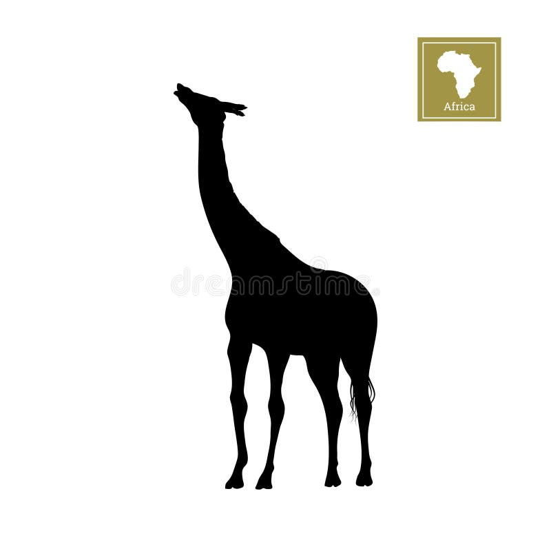 Svart kontur av en giraff på en vit bakgrund Detaljerad teckning afrikanska djur vektor illustrationer