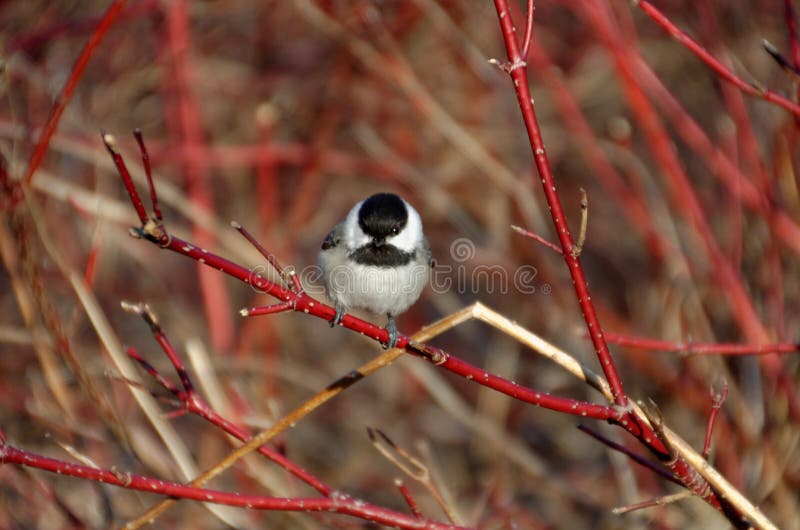 Svart-korkad ChickadeePoecile atricapillus royaltyfri foto Svart-korkad ChickadeePoecile atricapillus royaltyfri foto
