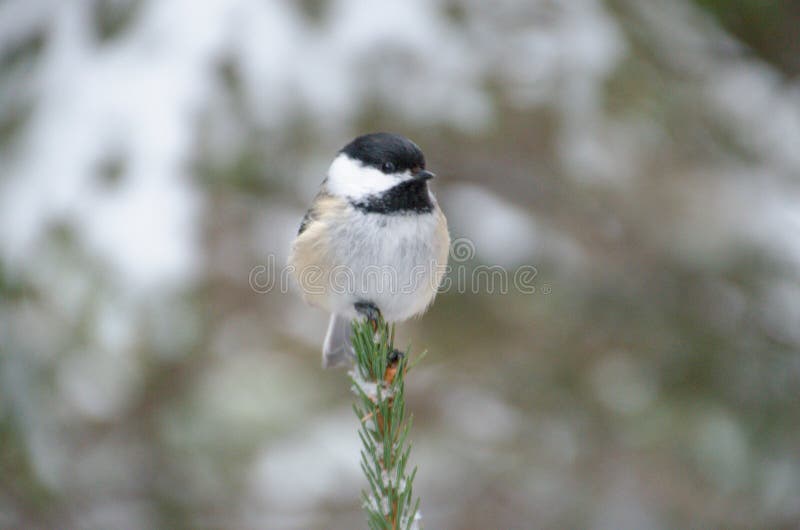 Svart-korkad ChickadeePoecile atricapillus royaltyfria foton Svart-korkad ChickadeePoecile atricapillus royaltyfria foton