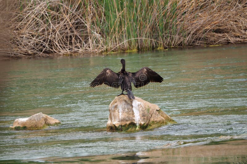 Svart kormoran som vecklar ut dess vingar till solen, flod Segre, lleida royaltyfria foton Svart kormoran som vecklar ut dess vingar till solen, flod Segre, lleida royaltyfria foton