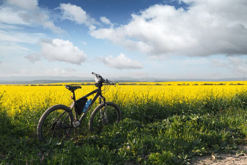 Svart manlig cykel på blomning av gult rapsfält royaltyfria bilder