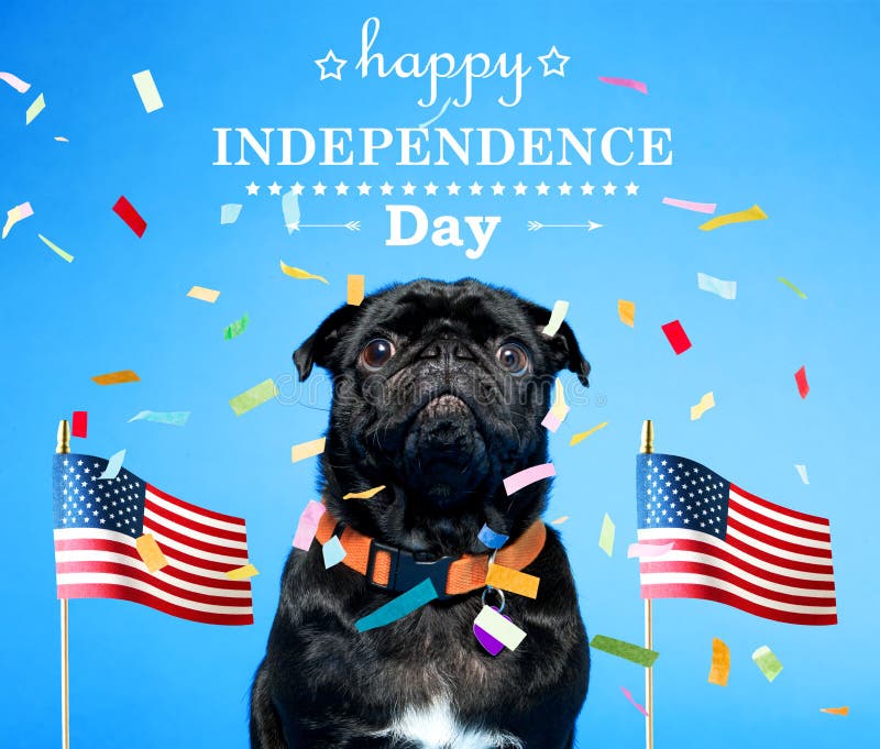 Black pug with an American flag on the fourth of July. Black pug with an American flag on the fourth of July