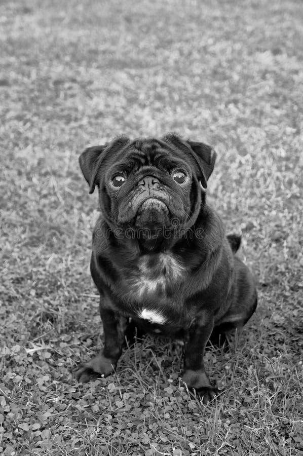 Svart mopshund fotografering för bildbyråer. Bild av angus 35912829