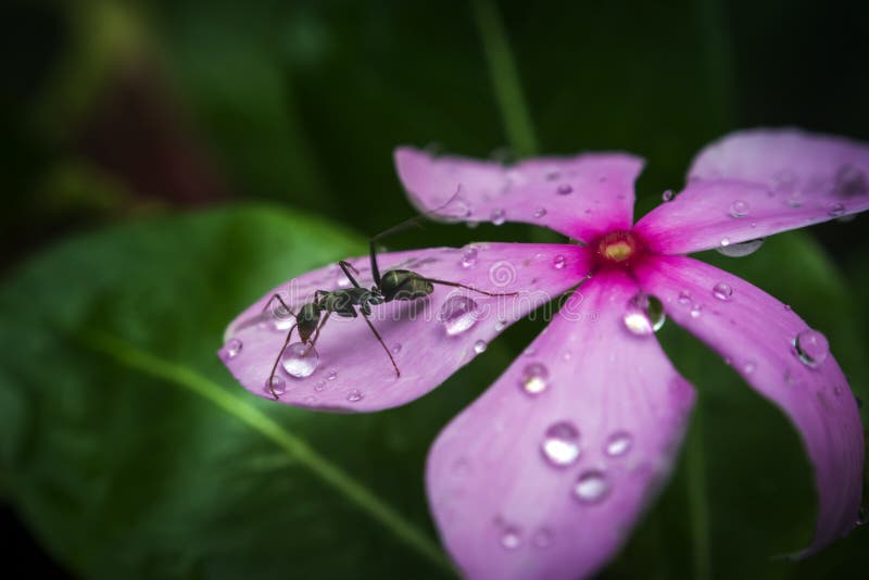 Svart myradricksvattendroppe från en blomma arkivfoto Svart myradricksvattendroppe från en blomma arkivfoto