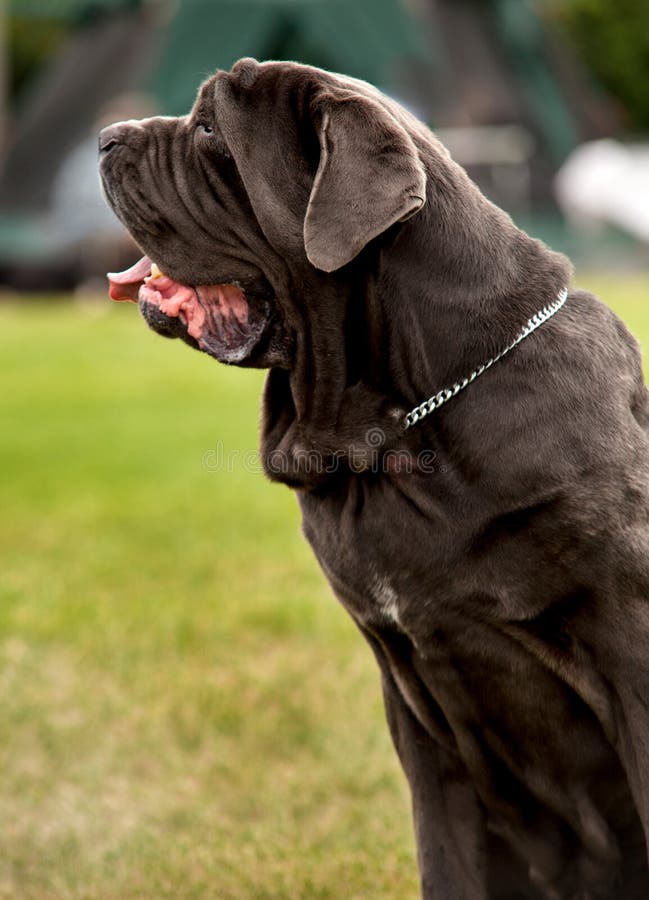 Black Neapolitan Mastiff portrait with grass background. Black Neapolitan Mastiff portrait with grass background