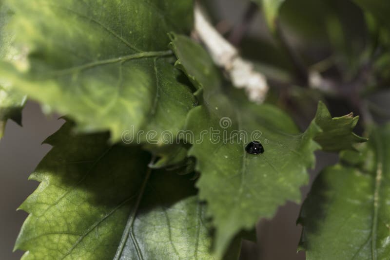 Svart nyckelpiga som omkring går i natur Detaljerad närbild royaltyfri fotografi Svart nyckelpiga som omkring går i natur Detaljerad närbild royaltyfri fotografi