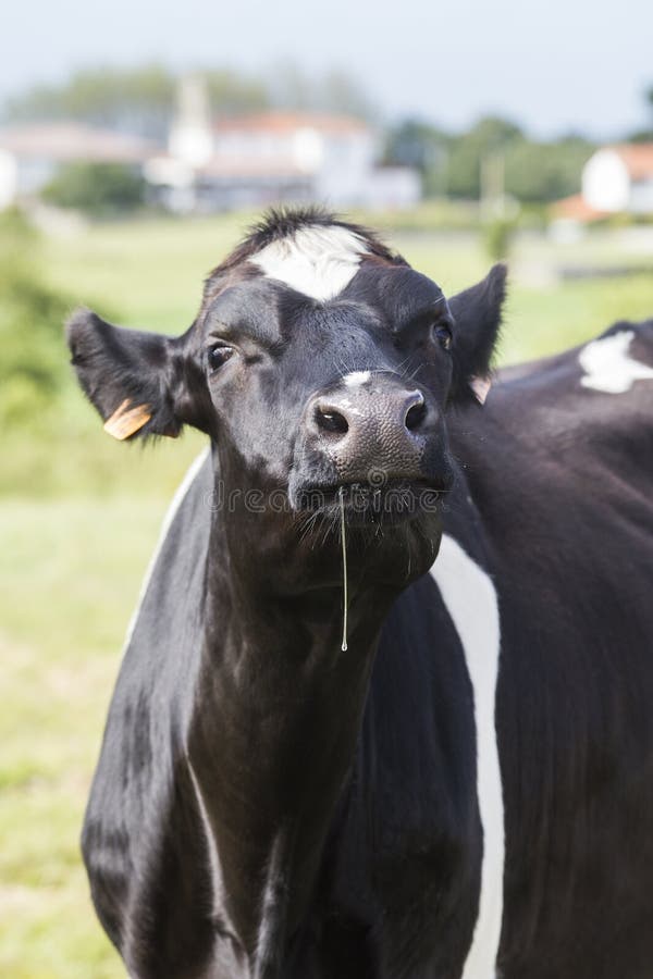 A black and white milk cow drools in a very funny gesture. Bos primigenius taurus. A black and white milk cow drools in a very funny gesture. Bos primigenius taurus