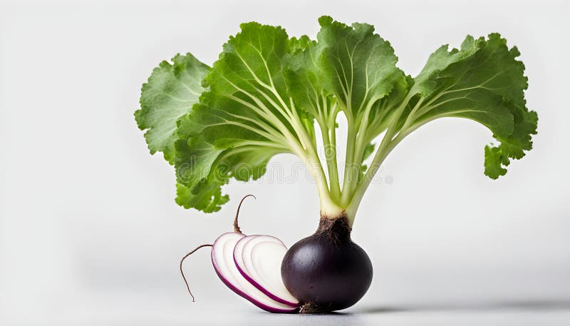 Svart radiserad på vit bakgrund stock illustrationer