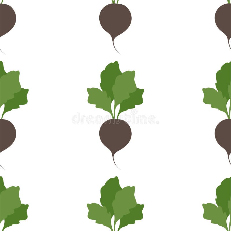 Svart radisk. Könslig mat stock illustrationer