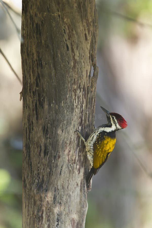 Svart-rumpedflamebackfågel i Nepal fotografering för bildbyråer Svart-rumpedflamebackfågel i Nepal fotografering för bildbyråer