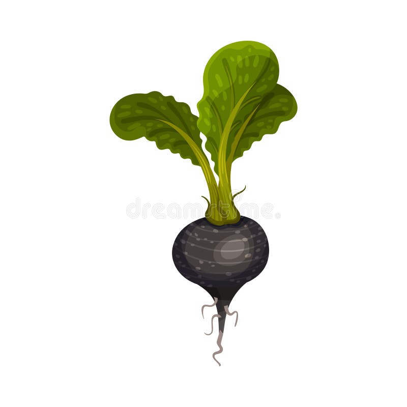 Svart rädisa som rotgrönt med vektor för växtdelar under jord vektor illustrationer