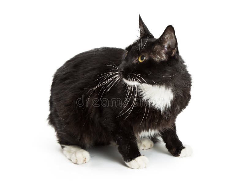 Svart smoking Cat On White Looking Back arkivfoton Svart smoking Cat On White Looking Back arkivfoton