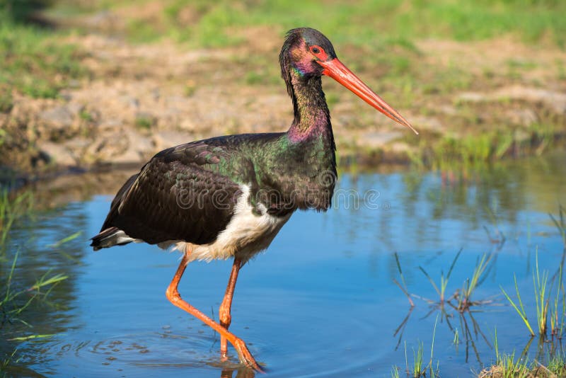 Svart stork - Ciconianigra arkivfoto Svart stork - Ciconianigra arkivfoto