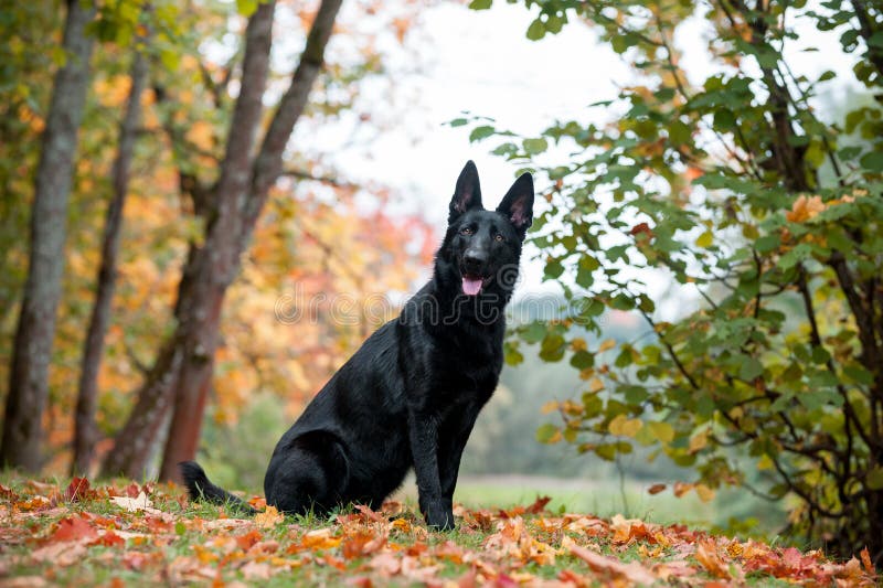 Svart tysk herde Dog Sitting på gräset höstsidor i bakgrund Den öppna munnen, spontar ut fotografering för bildbyråer Svart tysk herde Dog Sitting på gräset höstsidor i bakgrund Den öppna munnen, spontar ut fotografering för bildbyråer