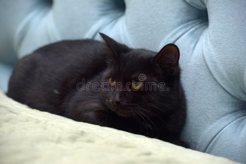 Svart ung katt med gula ögon. Rädd svart, ung katt med gula ögon