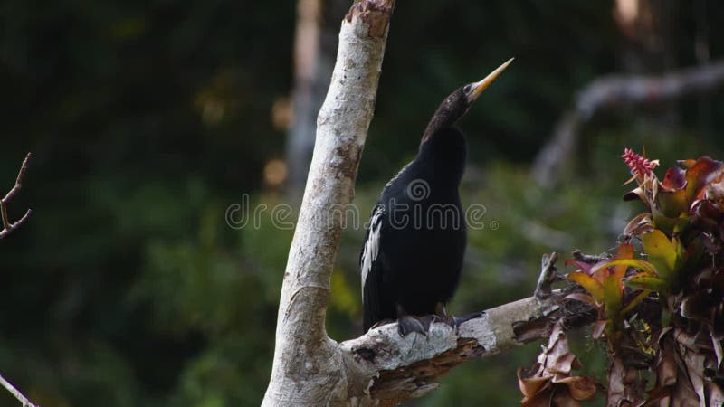Svart vattenfågel med lång hals sittande i förgreningen. anhinga mot oskarp bakgrund. övervaka djur i arkivfilmer