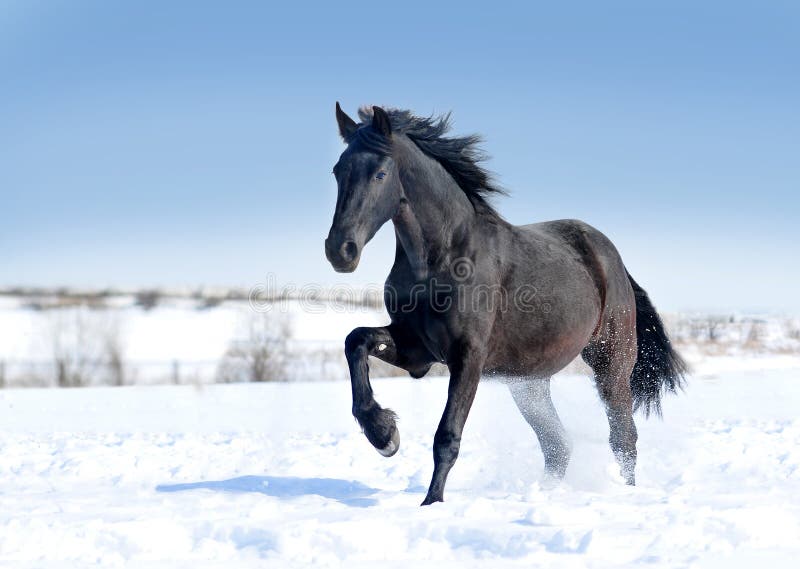 Svarta friesianhästkörningar galopperar på snön royaltyfria bilder Svarta friesianhästkörningar galopperar på snön royaltyfria bilder