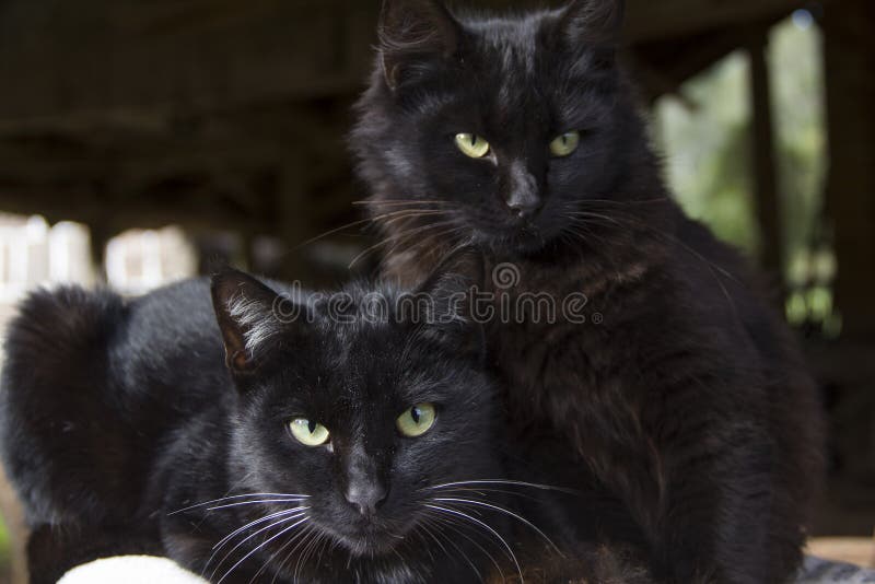 Svarta katter som ser kameran svart katt arkivfoto Svarta katter som ser kameran svart katt arkivfoto
