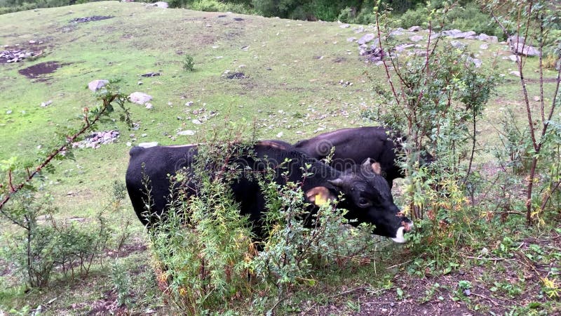 Svarta kor på landsbygden som går i ängen