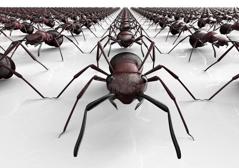 Svarta myror som isoleras på en vit bakgrund