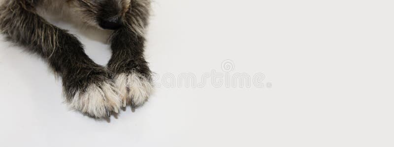 Svarta och vita hundtassar med banner closeup. vård av sällskapsdjur royaltyfri bild