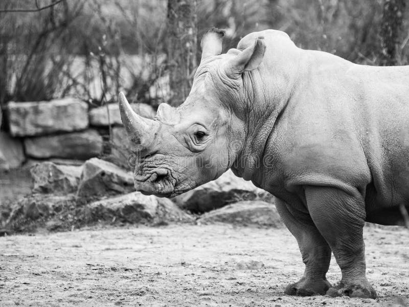 Svarta Rhinocero, Dicerosbicornis, profilsikt i gråskala royaltyfri fotografi Svarta Rhinocero, Dicerosbicornis, profilsikt i gråskala royaltyfri fotografi