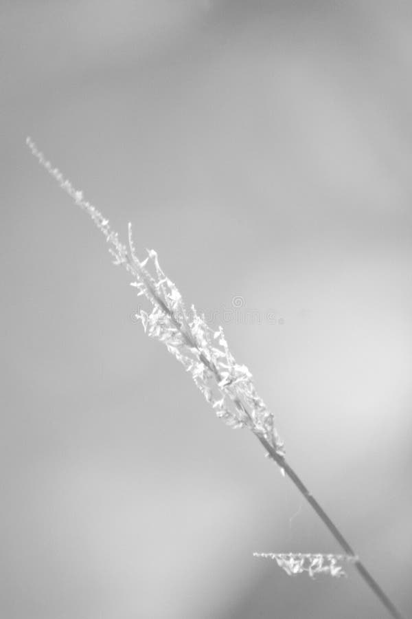Svartvit naturlig blommabakgrund arkivfoto Svartvit naturlig blommabakgrund arkivfoto