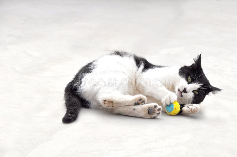 Svartvita Cat Playing Ball fotografering för bildbyråer Svartvita Cat Playing Ball fotografering för bildbyråer
