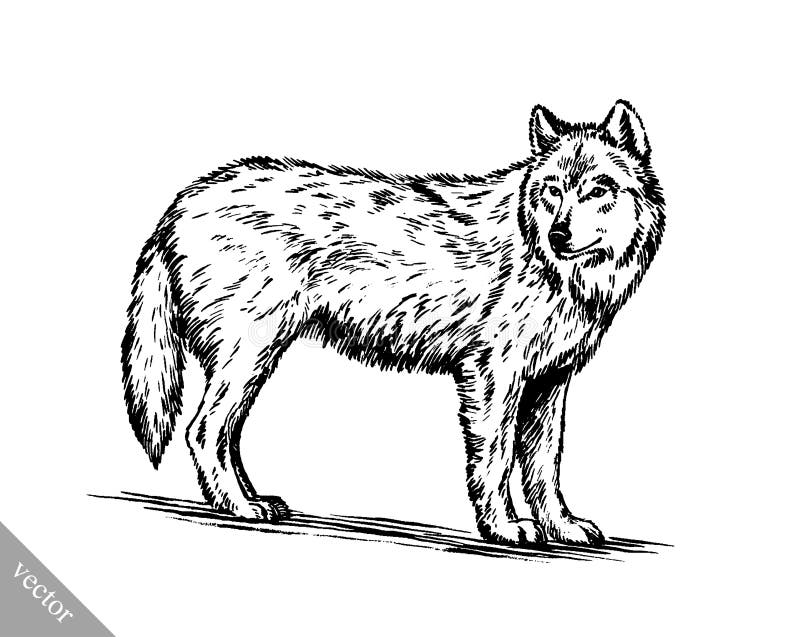 Svartvitt inrista vargen vektor illustrationer Svartvitt inrista vargen vektor illustrationer