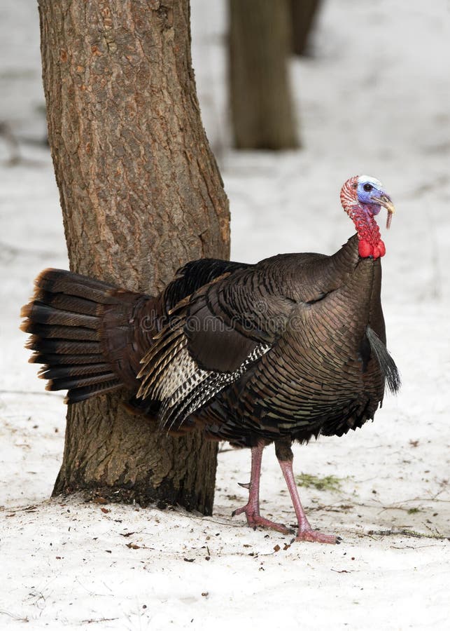 Svassa Tom Turkey i vinterädelträskog arkivfoto Svassa Tom Turkey i vinterädelträskog arkivfoto