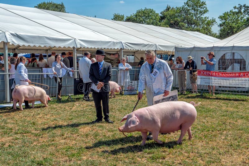Svin som bedömer på den Hanbury bygdshowen, Worcestershire, England arkivfoto Svin som bedömer på den Hanbury bygdshowen, Worcestershire, England arkivfoto