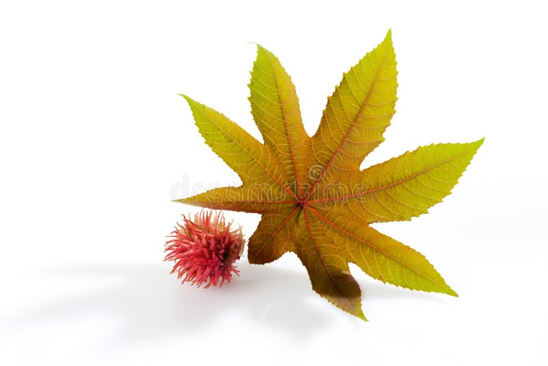 Svängbart hjul - oljeväxt, communis Ricinus, medicinsk växt royaltyfri foto Svängbart hjul - oljeväxt, communis Ricinus, medicinsk växt royaltyfri foto
