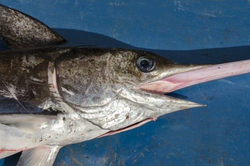 Svärdfisk royaltyfri fotografi Svärdfisk royaltyfri fotografi