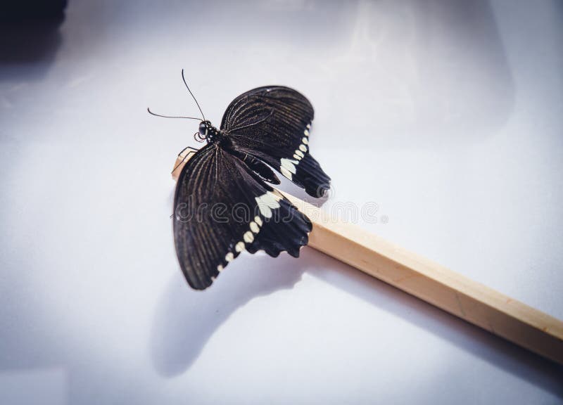 Svärta och slösa den exotiska fjärilen för papiliolowizephyriaen royaltyfri foto Svärta och slösa den exotiska fjärilen för papiliolowizephyriaen royaltyfri foto