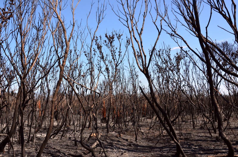 Burnt trees, ash and scorched earth after a bushfire in heathland in Kamay Botany Bay National Park, NSW, Australia. Burnt trees, ash and scorched earth after a bushfire in heathland in Kamay Botany Bay National Park, NSW, Australia.