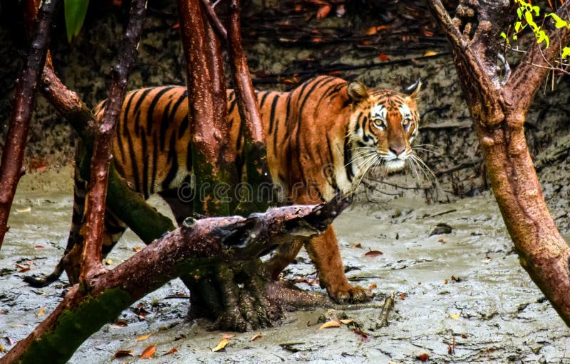 Swagger of the royal Bengal tiger of Sundarban