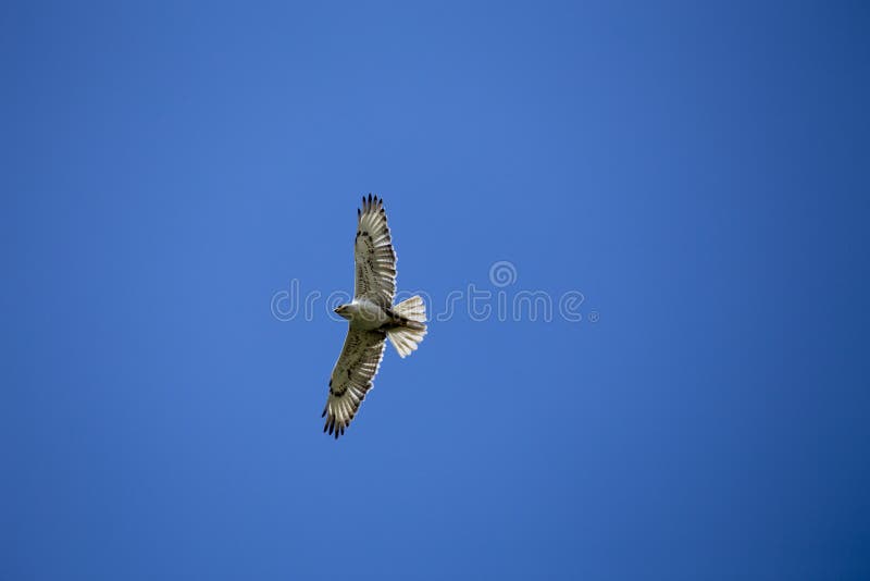 Swainson Hawk in Flight