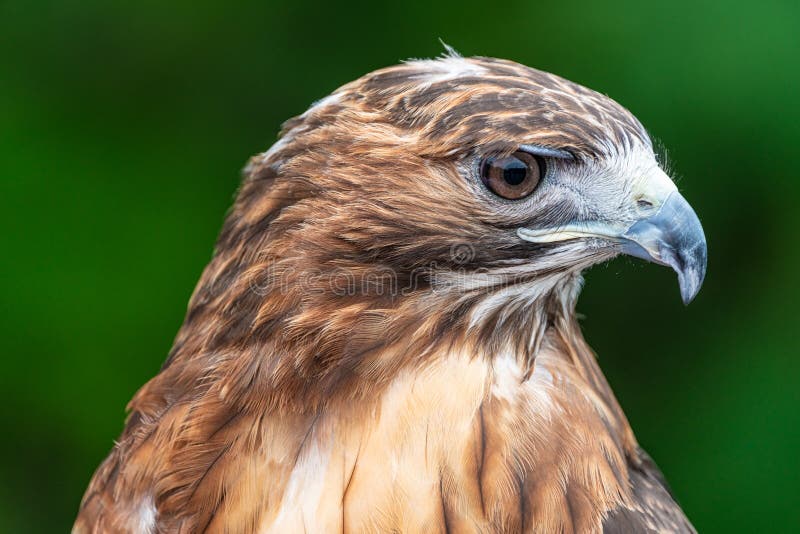 Swainson`s Hawk head in profile