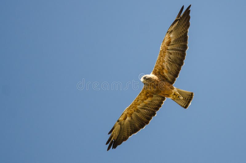 Swainson`s Hawk Flying in a Blue Sky