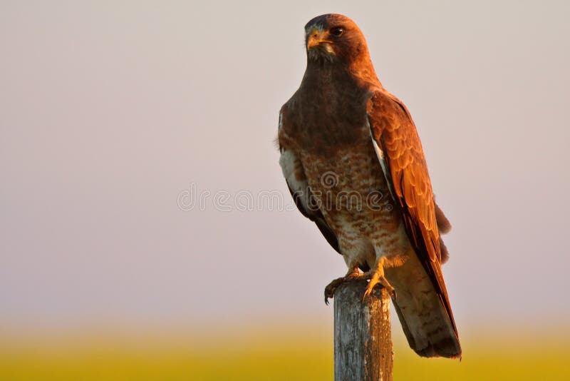 Swainson s Hawk perched