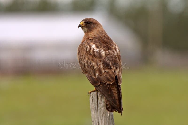 Swainson s Hawk perched