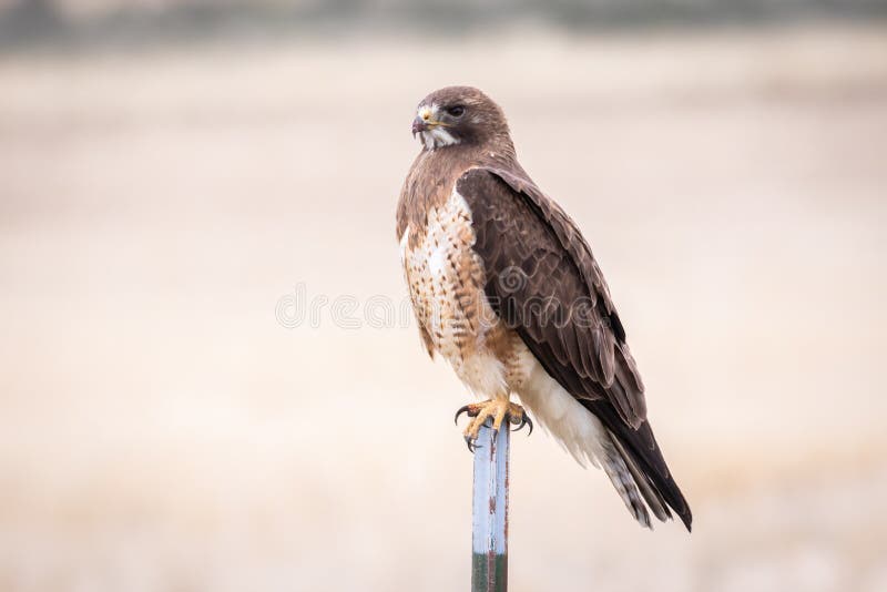 Swainson`s Hawk Perched on a Metal Pole